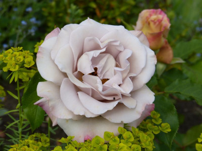 2015-06-25 Rosen 'Stephen Rulo'.jpg