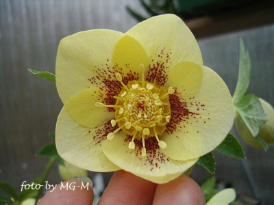 Imgp4927-Helle.jpg