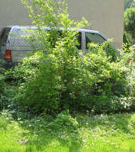 Strauch_2_2_1.jpg