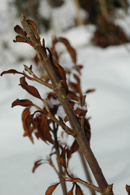 viburnum_erubescens_kambium.jpg