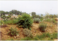 Krauterdetail_2004.jpg