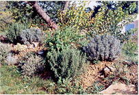 Krauterdetail_2005.jpg