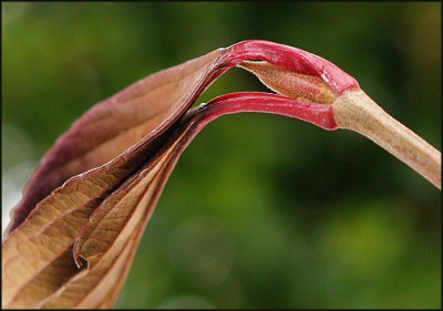 Viburnum_.jpg