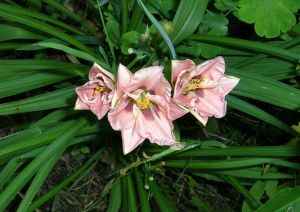 Hemerocallis_Mandelauge_1.jpg