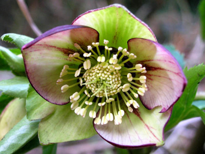 Helleborus-120206-k.jpg
