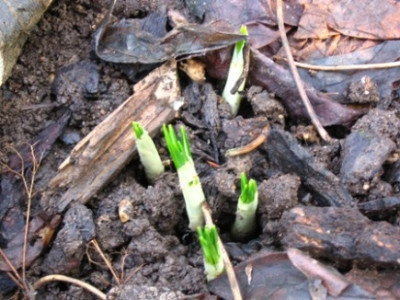 crocus1.jpg