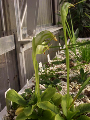 Pterostylis_Hybride_1.jpg