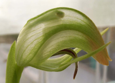 Pterostylis_Hybride_2.jpg
