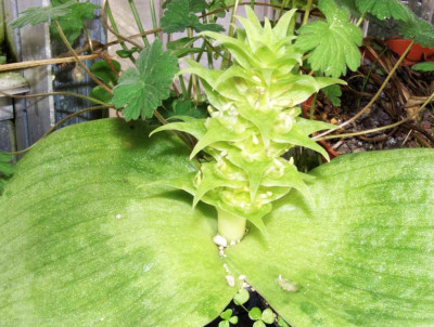 Whiteheadia_bifolia_1.jpg