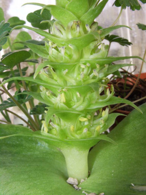 Whiteheadia_bifolia_nah.jpg