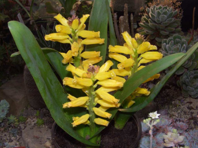 Lachenalia_Ronina.JPG