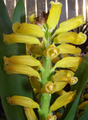 Lachenalia_Ronina_nah.JPG