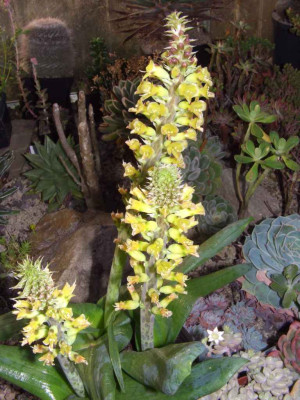 Lachenalia_Romaud.JPG