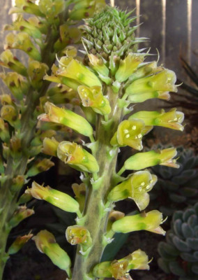 Lachenalia_Romaud_nah.JPG