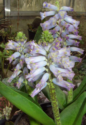 Lachenalia_Rupert.JPG