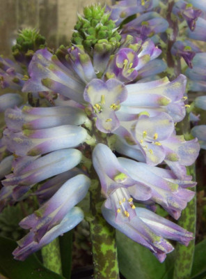 Lachenalia_Rupert_nah.JPG