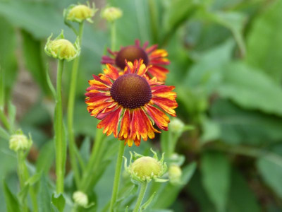 2015-06-26 Helenium 'Moerheim Beauty'.jpg