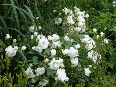 2015-06-26 Rosen 'Schneewittchen'.jpg