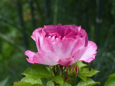 2015-06-26 Rosen 'Let's Celebrate'.jpg
