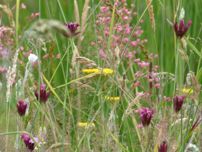 2015-06-26 Gartenimpressionen 1.jpg