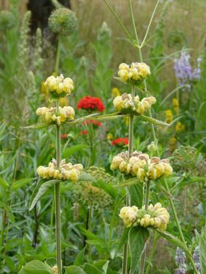 2015-06-26 Gartenimpressionen 2.jpg