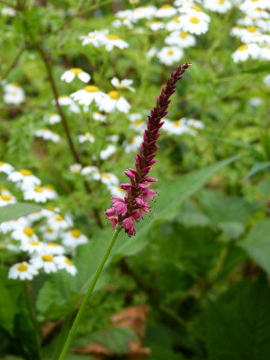 2015-06-26 Persicaria.jpg