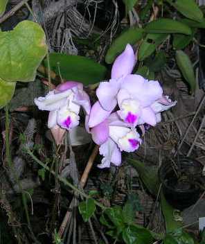 Cattleya_7.2.06.jpg