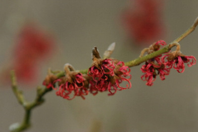 Hamamelis-Feb-1.jpg