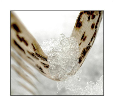 Eis_und_Blatt_1_12-02-06.jpg
