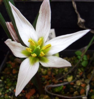 Amana_edulis.jpg