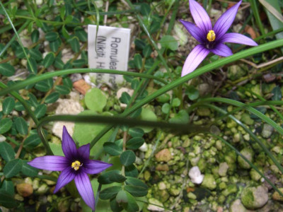Romulea_linaresii_1.jpg