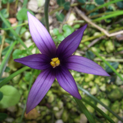 Romulea_linaresii_nah.jpg