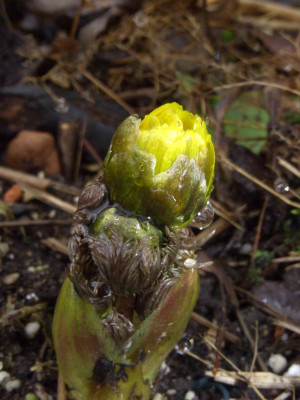 Adonis_amurensis_hort..jpg
