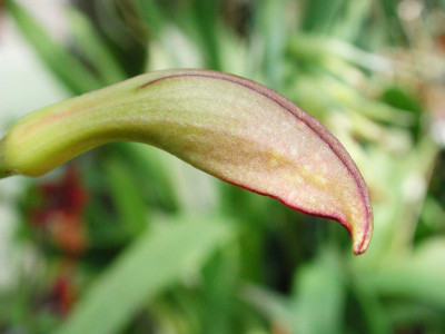 Masdevallia_coccinea_Knospe.jpg