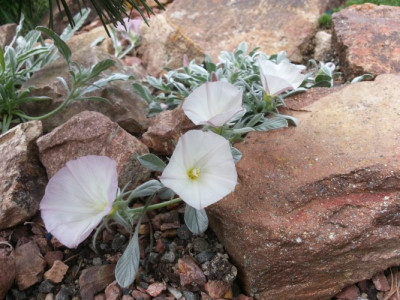 Convolvulus Nitidus Blüte 2.jpg