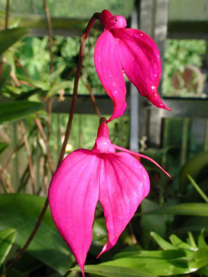Masdevallia_coccinea_3.jpg