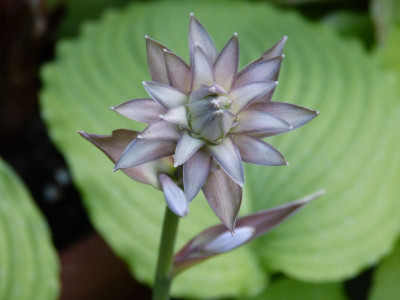 2015-06-25 Hosta 'Niagara Falls'.jpg