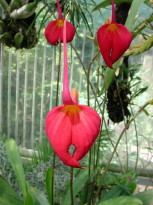 Masdevallia_coccinea_4.jpg