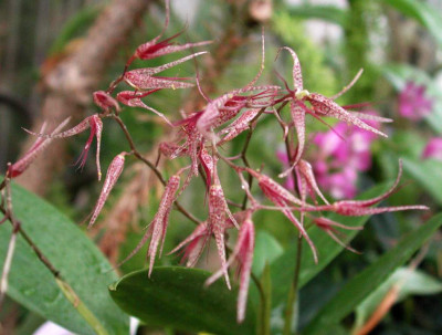 Pleurothallis.jpg