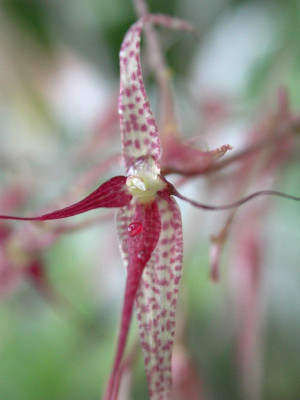 Pleurothallis_nah.jpg