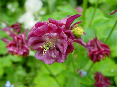 aquilgia_04_fuchsia.jpg