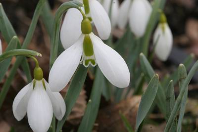 Groenanderunggracilis_7727.JPG