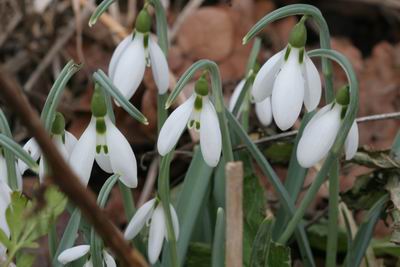 Groenanderunggracilis_sW_Tuerke_7734.JPG