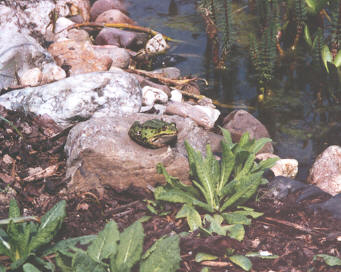 Froschkonig.jpg