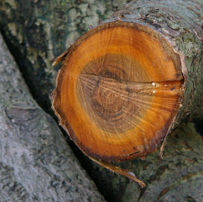 Holz-Feb-1.jpg