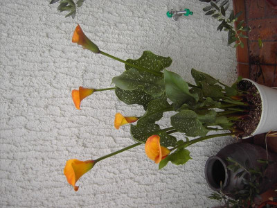 PICT0644.JPG
