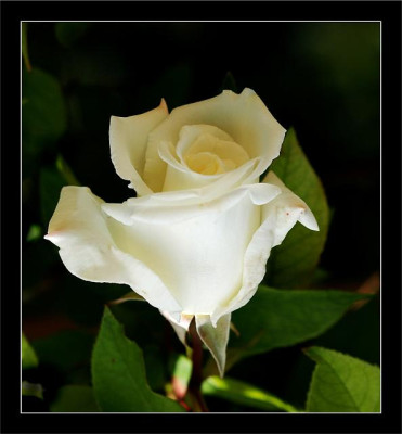 Valentine_14-02-06.jpg