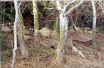 Rose_und_Baum2.jpg