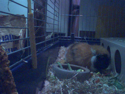 meerschweinchen_webcam_06.jpg