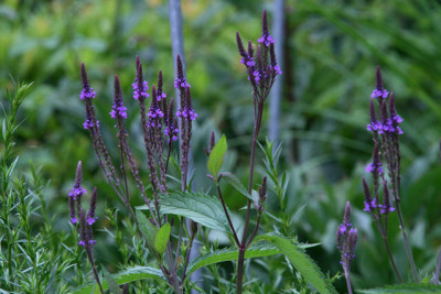 Verbena hastata0111b.jpg